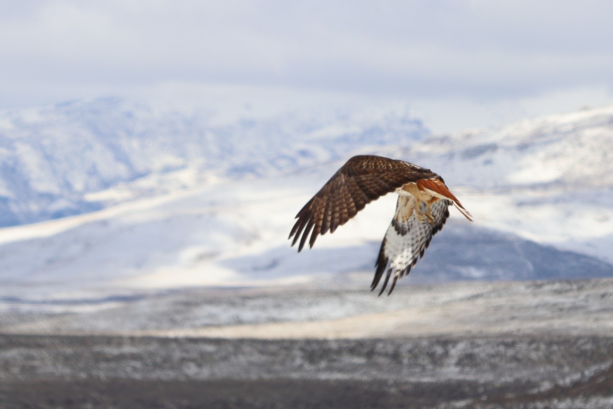 Red-tailed Hawk - ML149129091