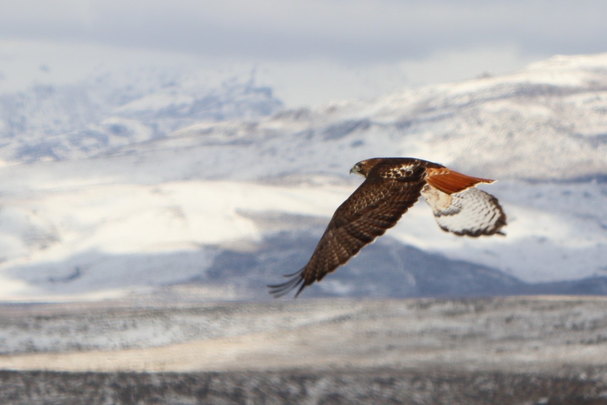 Red-tailed Hawk - ML149129101