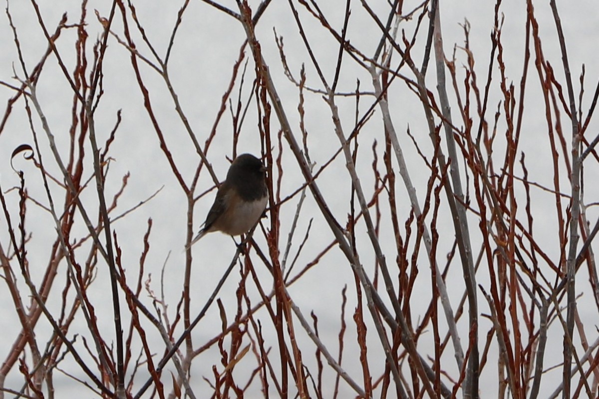 Dark-eyed Junco - ML149129141