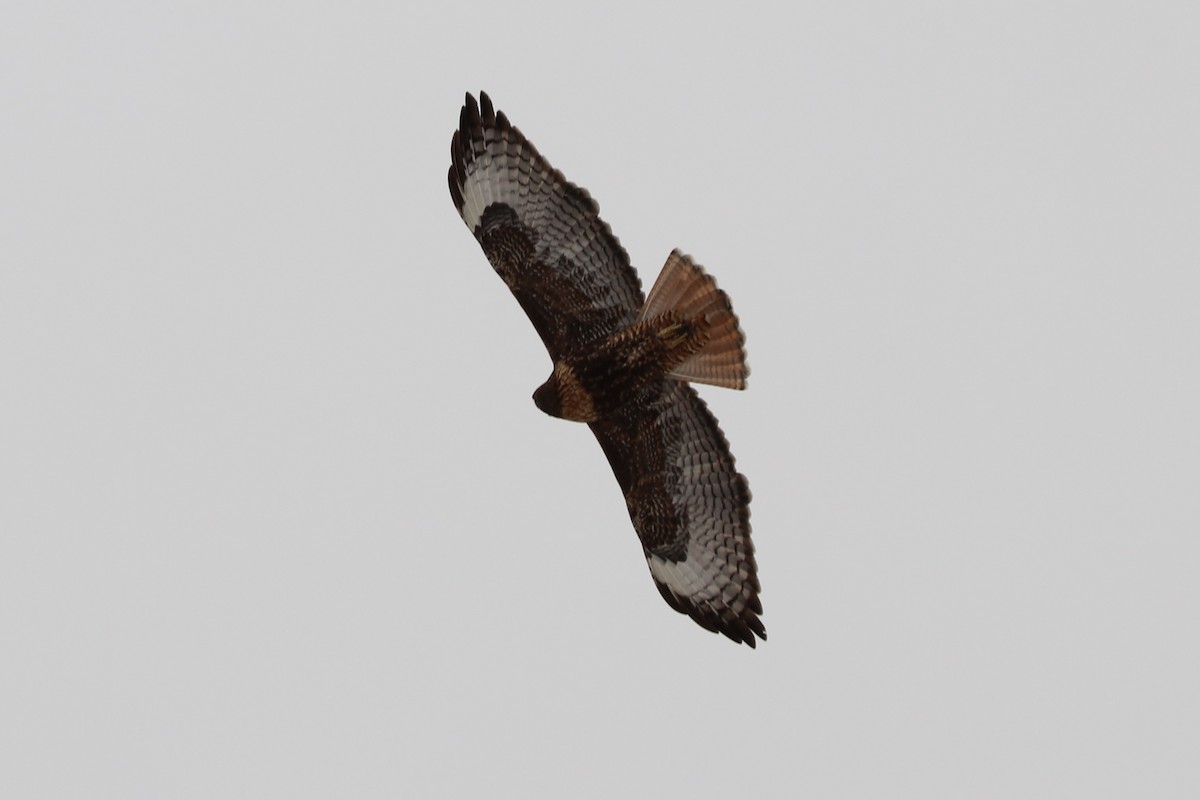 Red-tailed Hawk - ML149129551