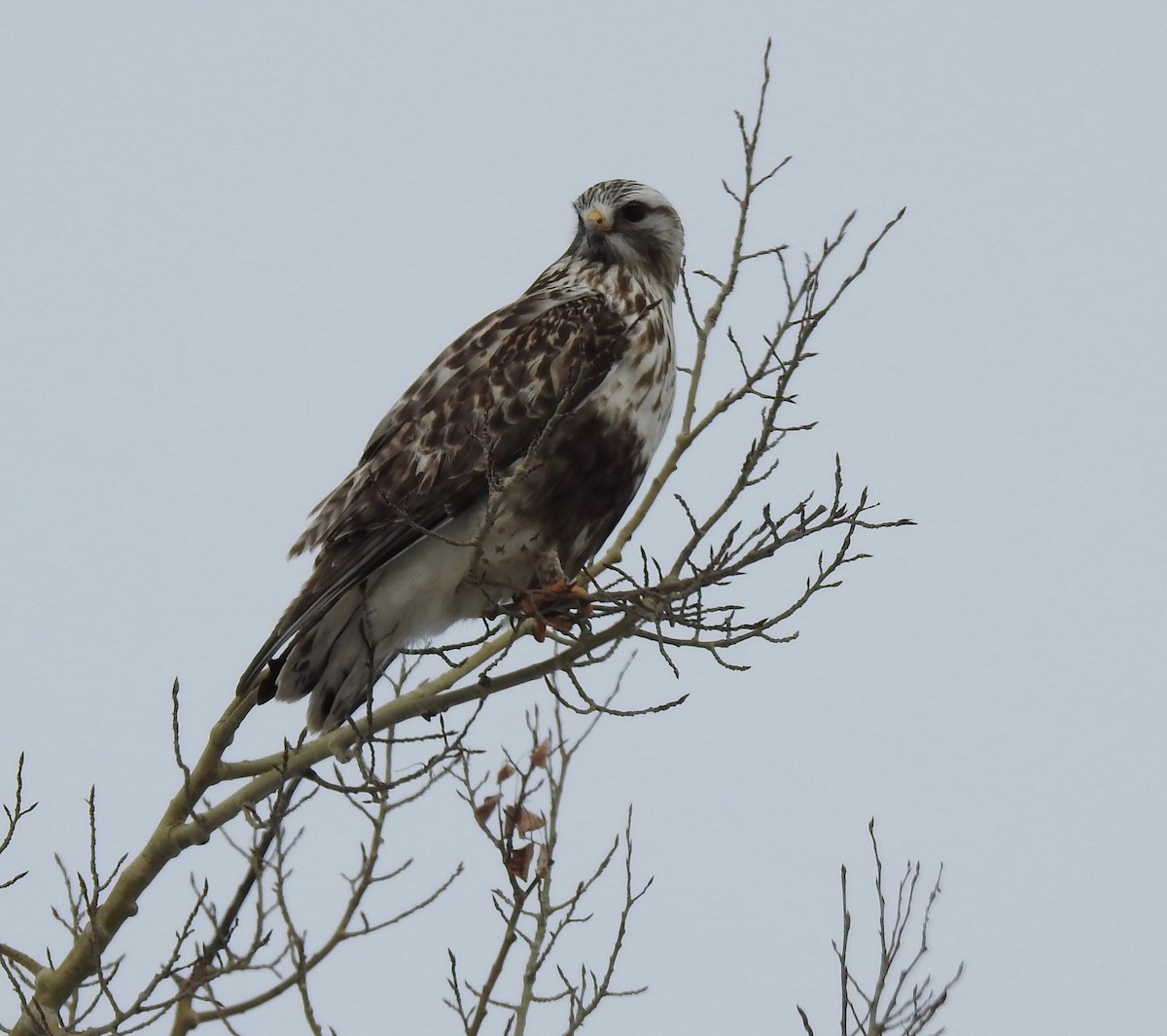 Rough-legged Hawk - Cathy Antoniazzi