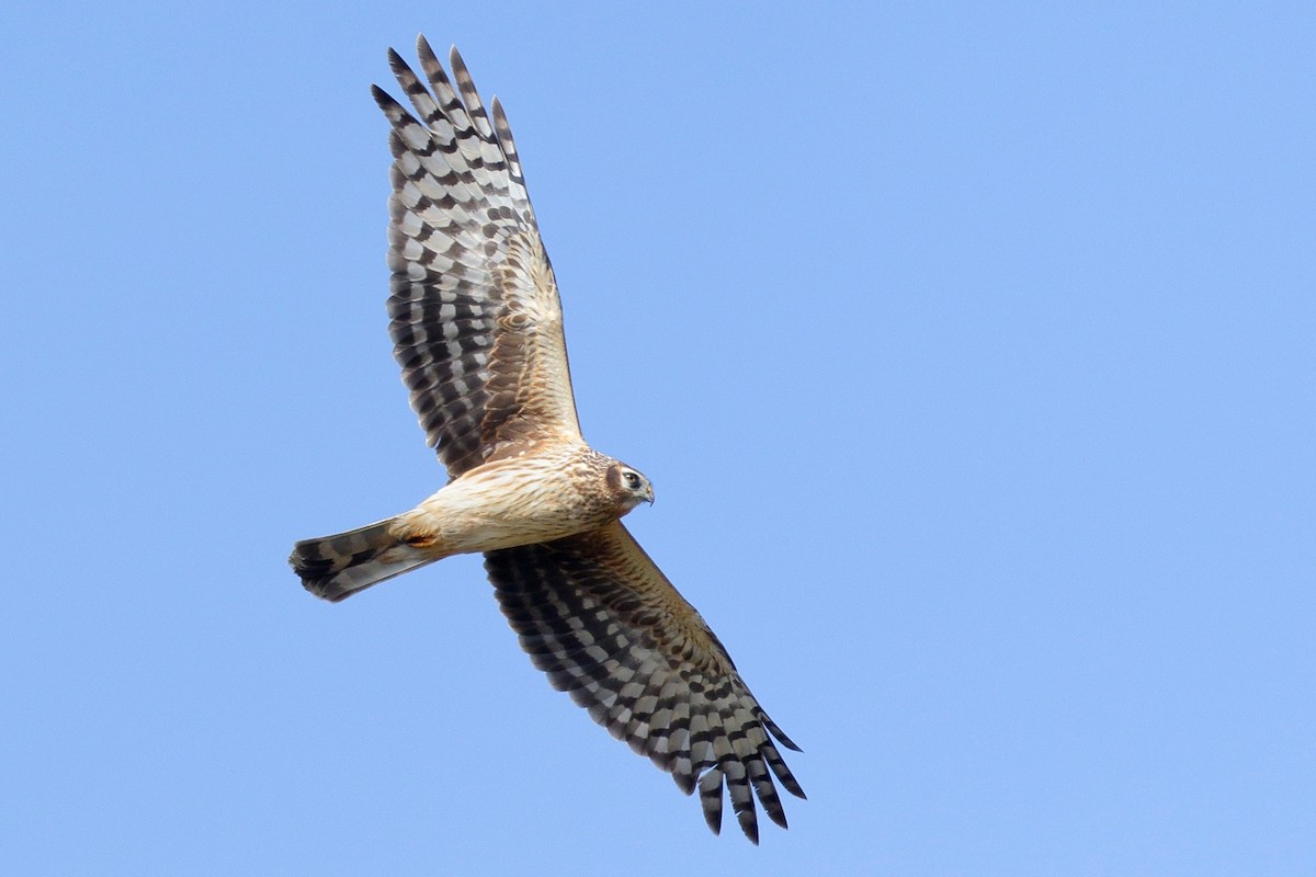 Hen Harrier - ML149130271