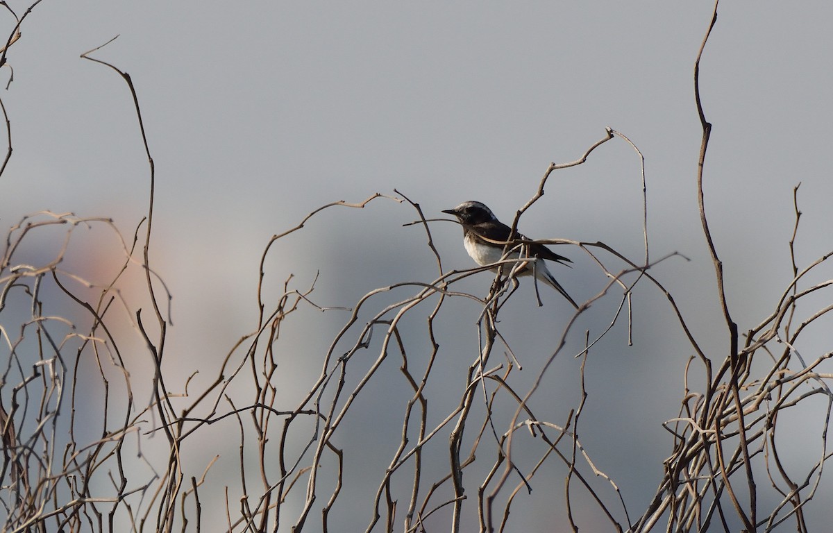 Cyprus Wheatear - ML149132271