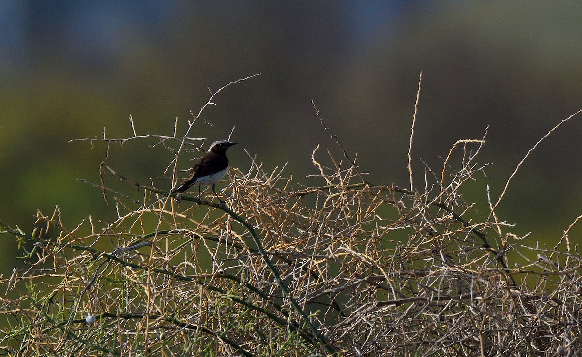 Cyprus Wheatear - ML149132291