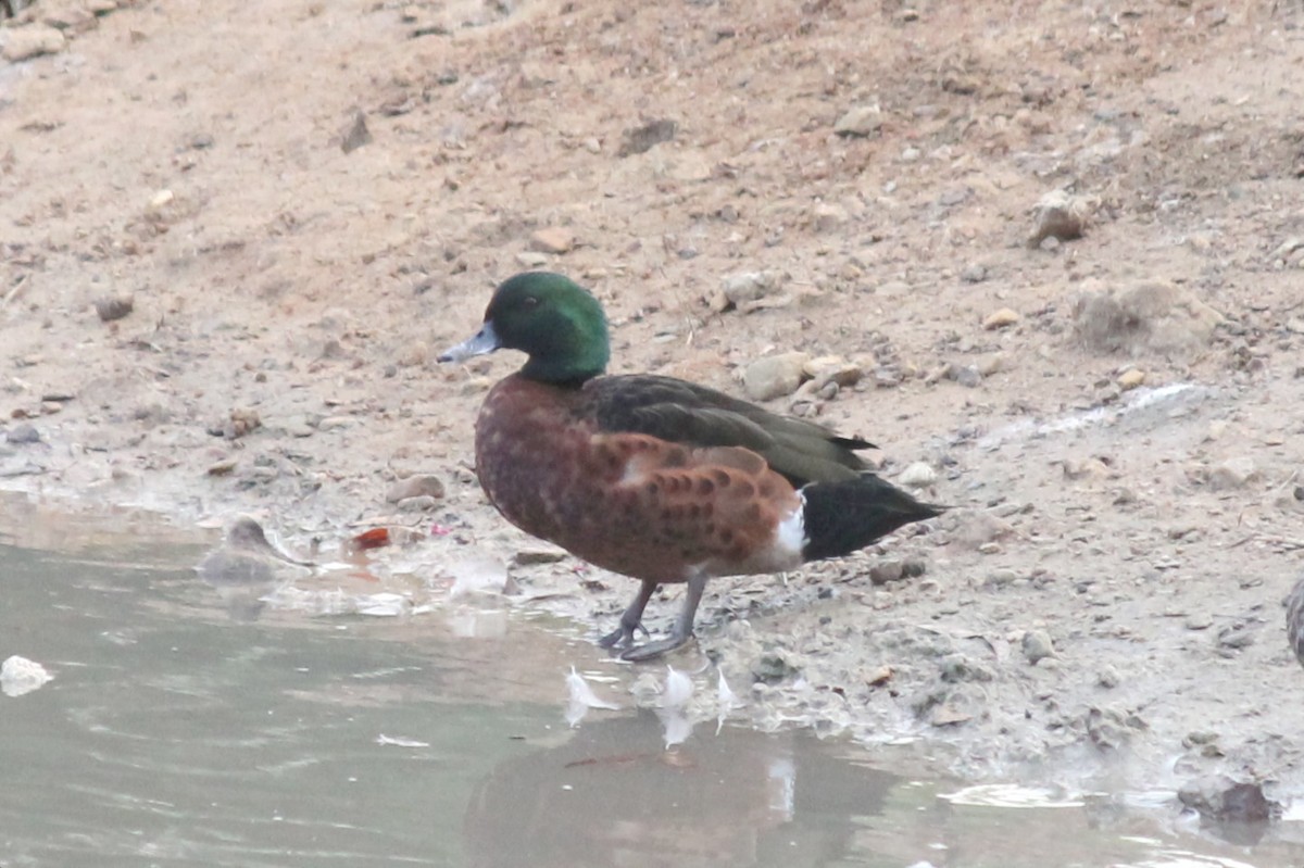 Chestnut Teal - ML149132321