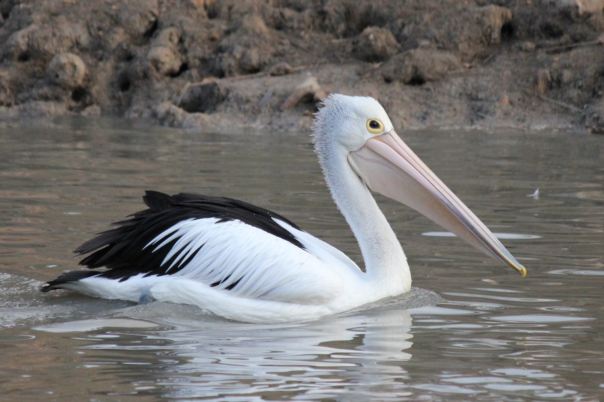 Australian Pelican - ML149132341