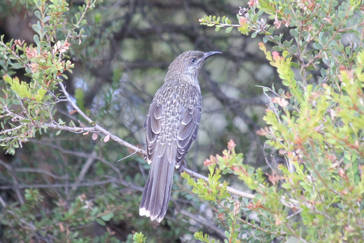 Little Wattlebird - ML149132351