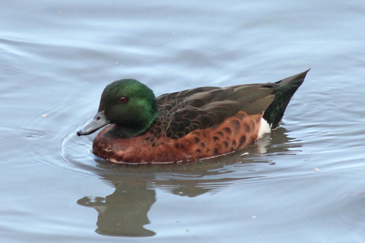 Chestnut Teal - ML149133061