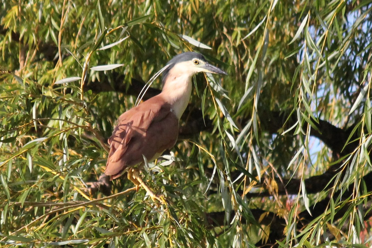 Nankeen Night Heron - ML149133111