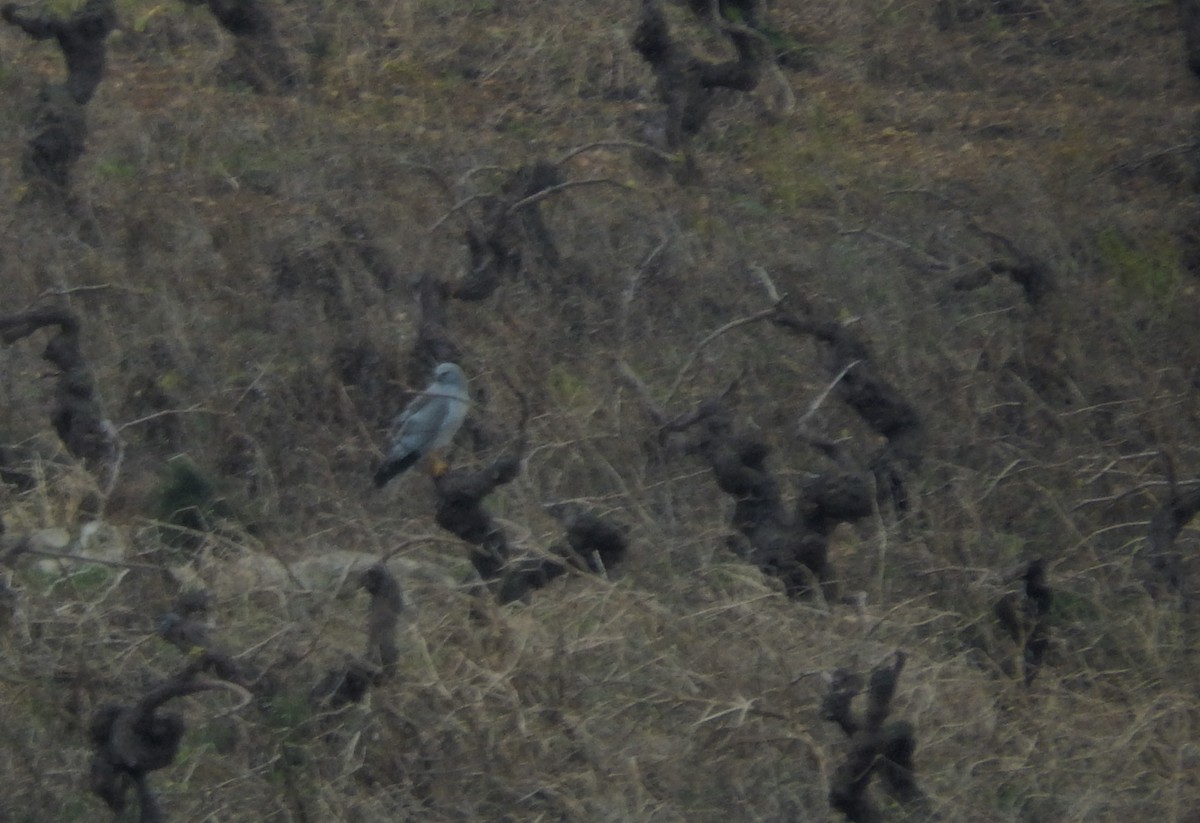 Саарал хулд - ML149133591