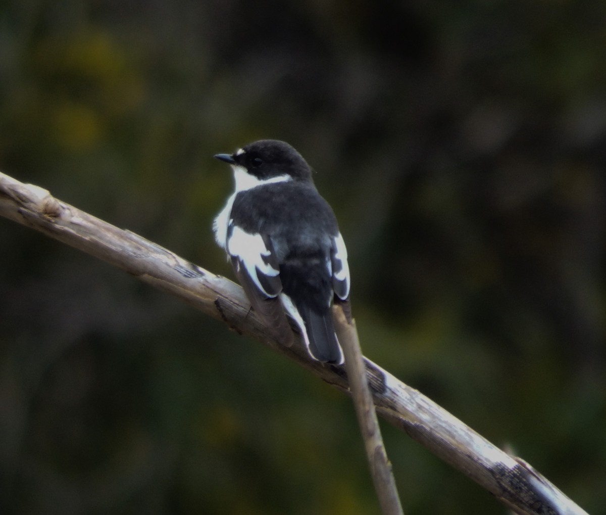 Semicollared Flycatcher - ML149134041