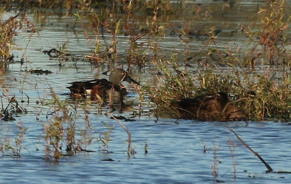 Australasian Shoveler - ML149136261