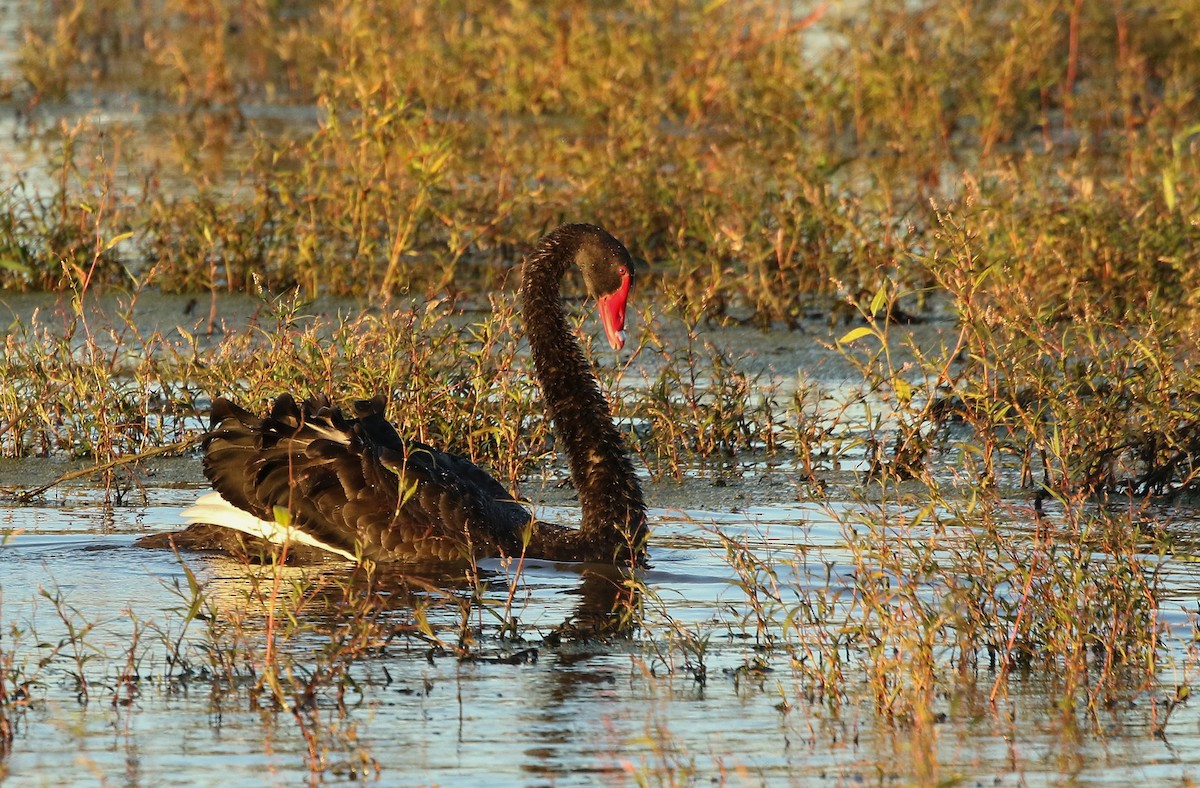 Black Swan - ML149136601