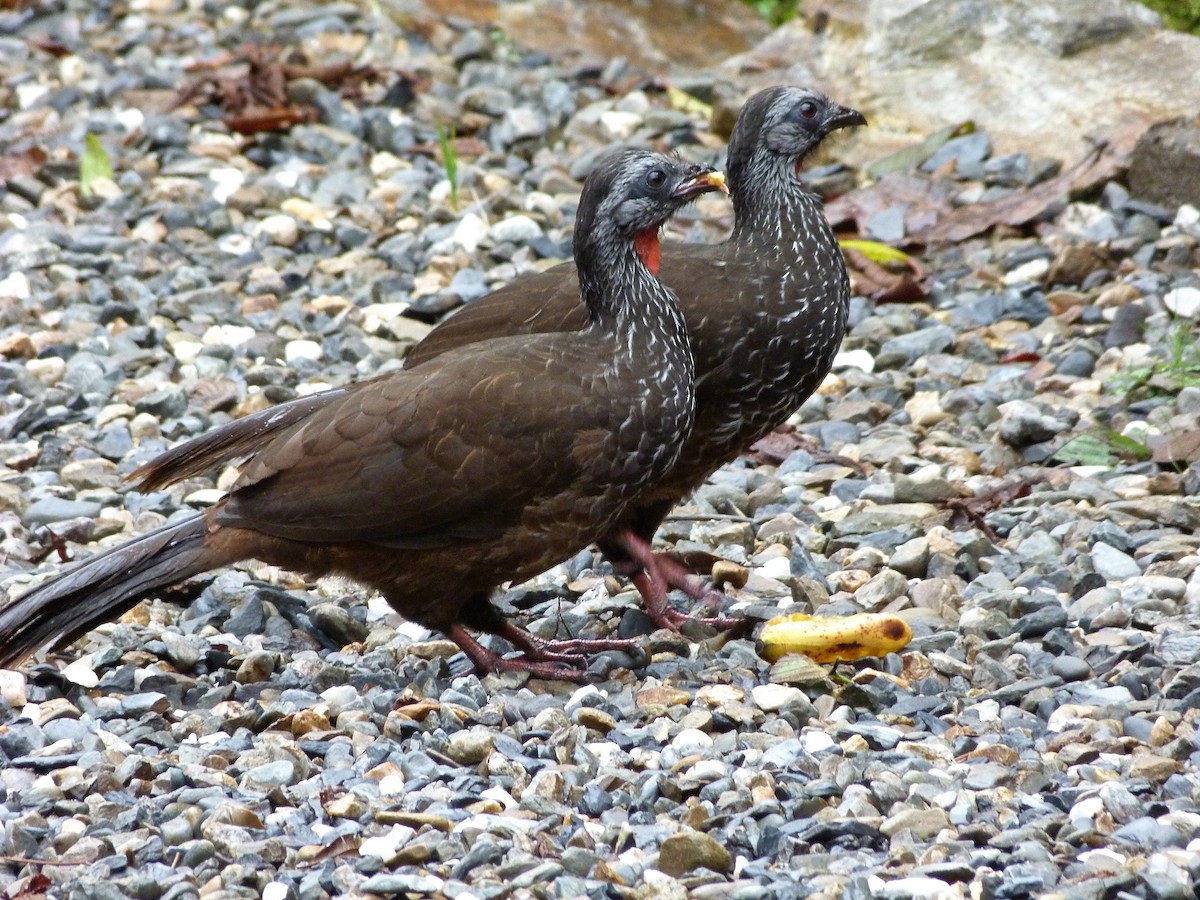 Bearded Guan - Rick Whitman