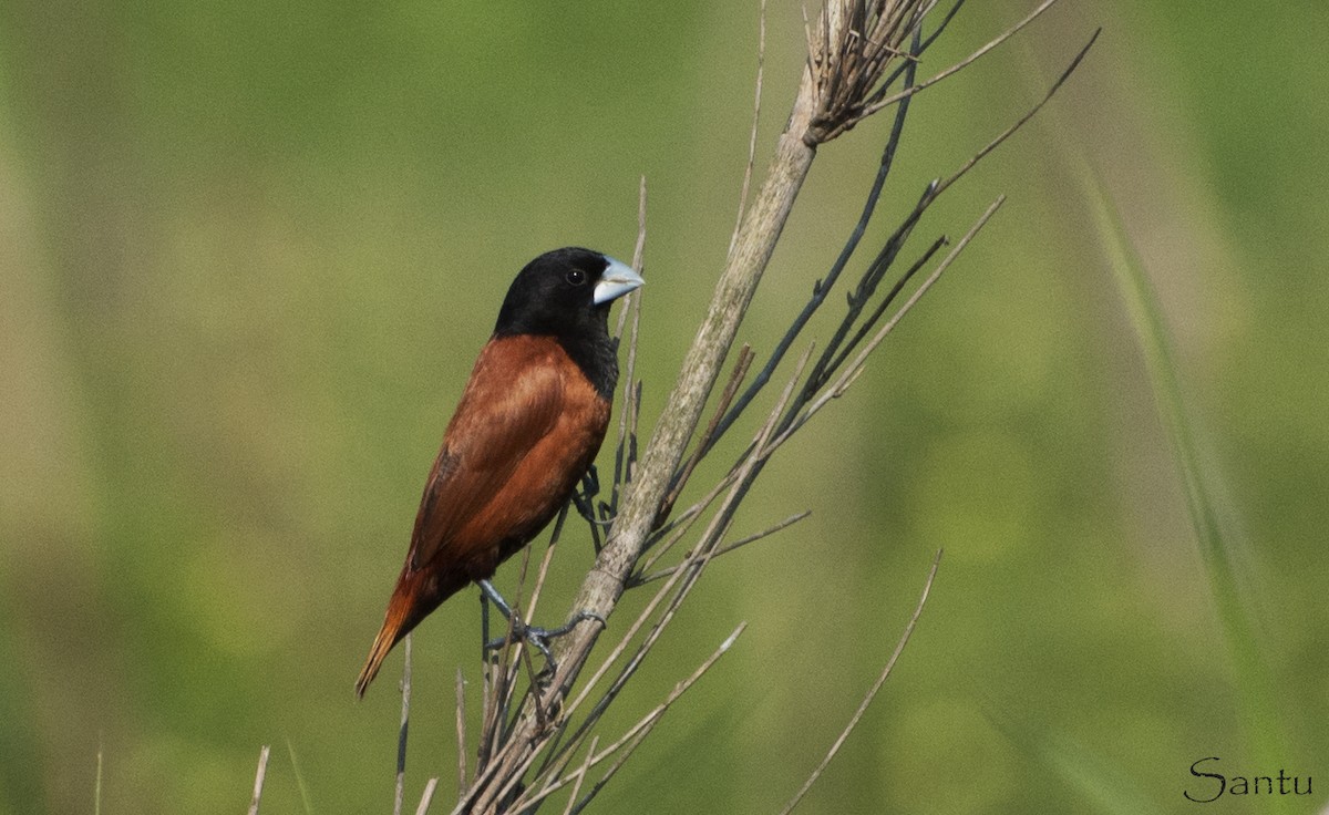 Chestnut Munia - samarendra Chowdhury