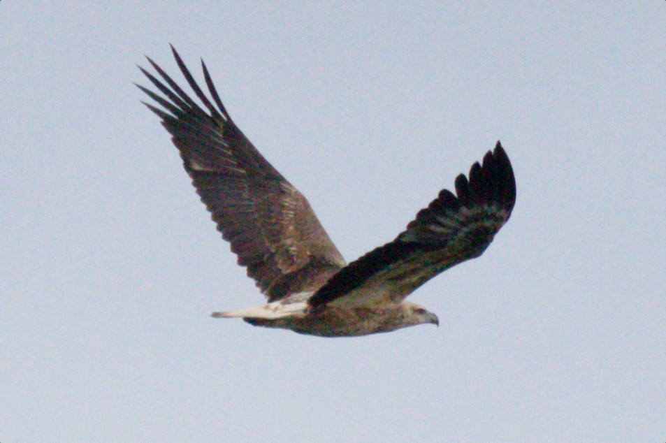 White-bellied Sea-Eagle - ML149137731