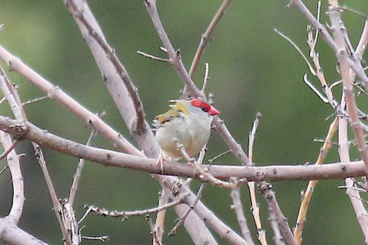 Red-browed Firetail - ML149138241