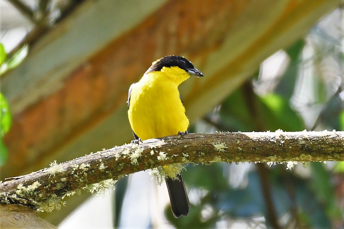 Blue-winged Mountain Tanager - Liz Harper