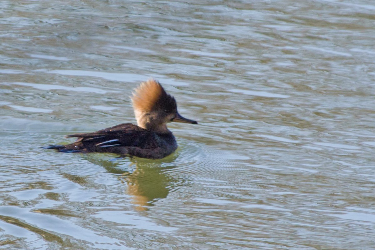 Hooded Merganser - ML149142061