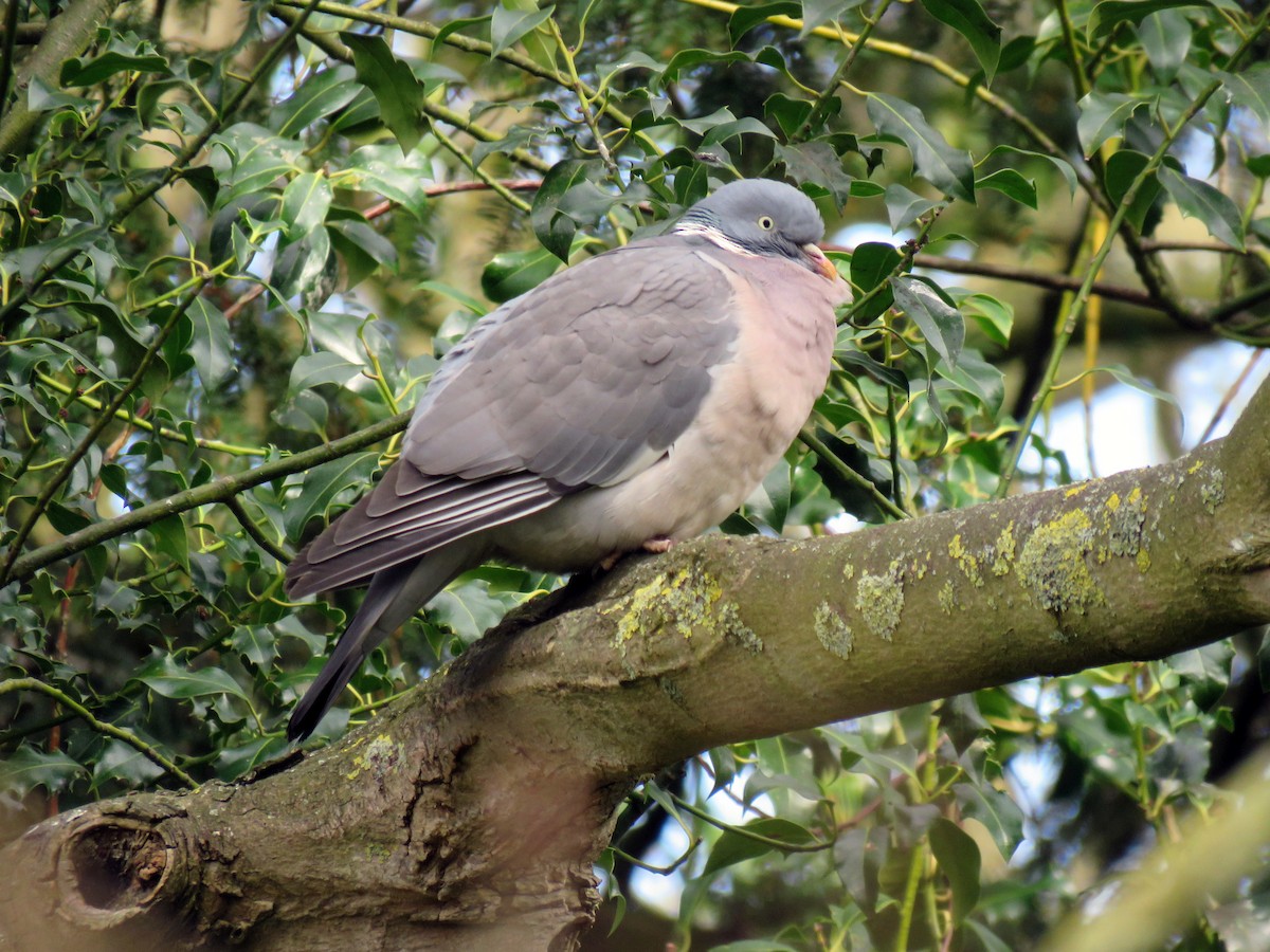 Common Wood-Pigeon (White-necked) - ML149142191