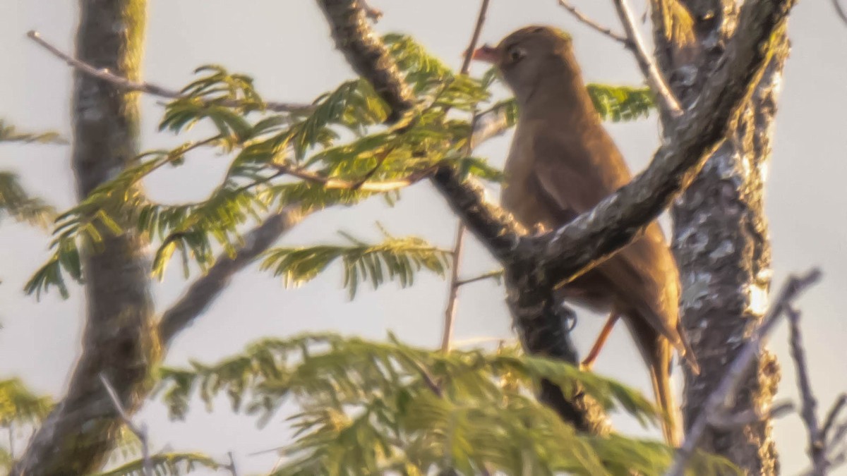 Gray-winged Blackbird - ML149142361