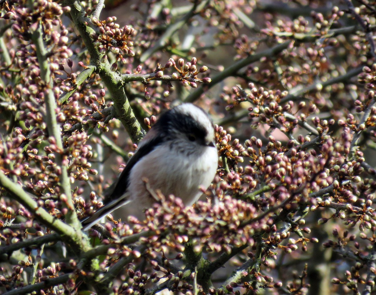 Long-tailed Tit (europaeus Group) - ML149142491