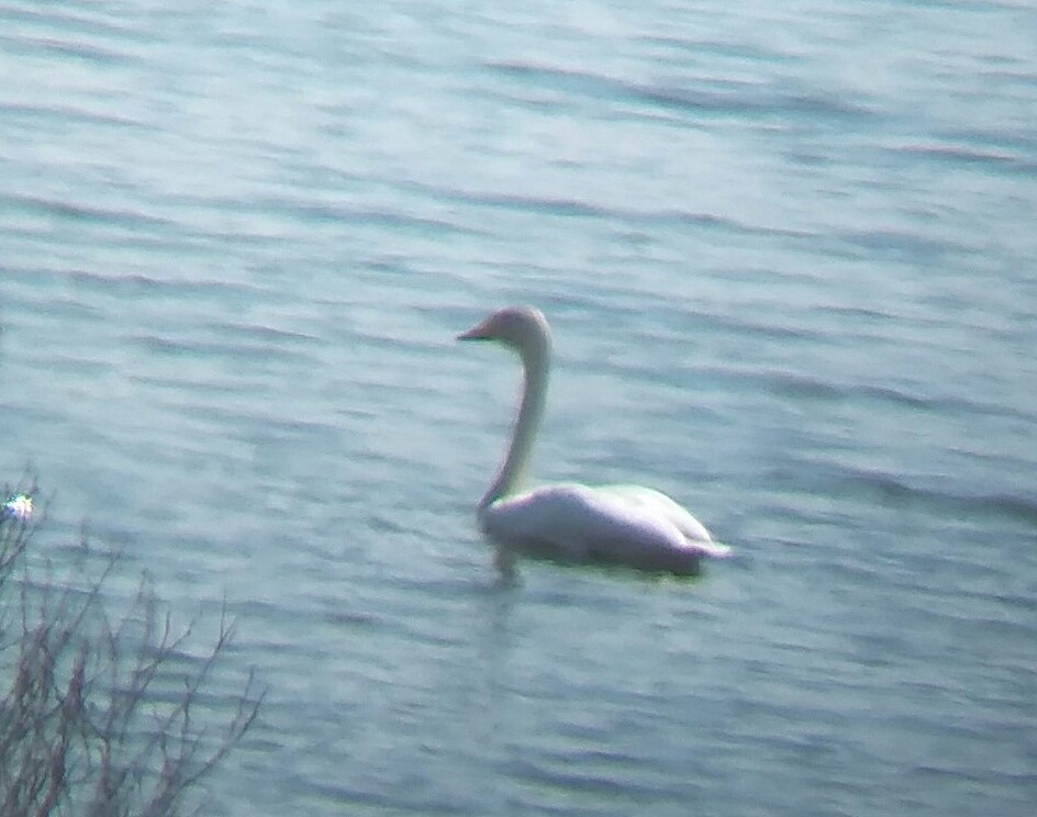 Whooper Swan - ML149143321