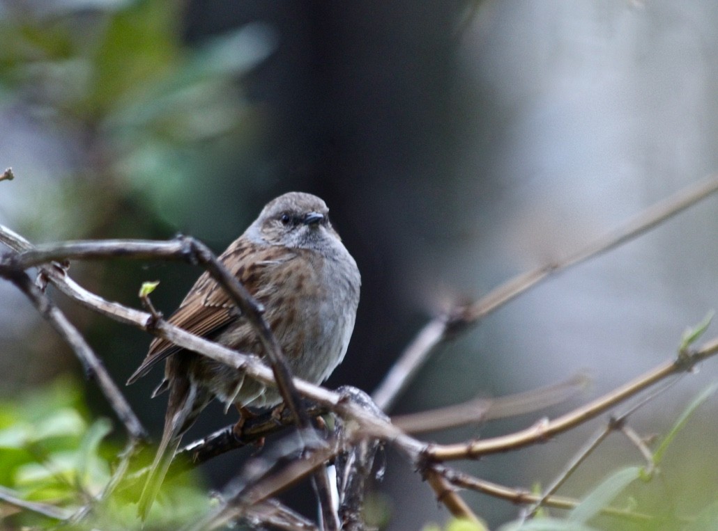 Passera scopaiola - ML149145401