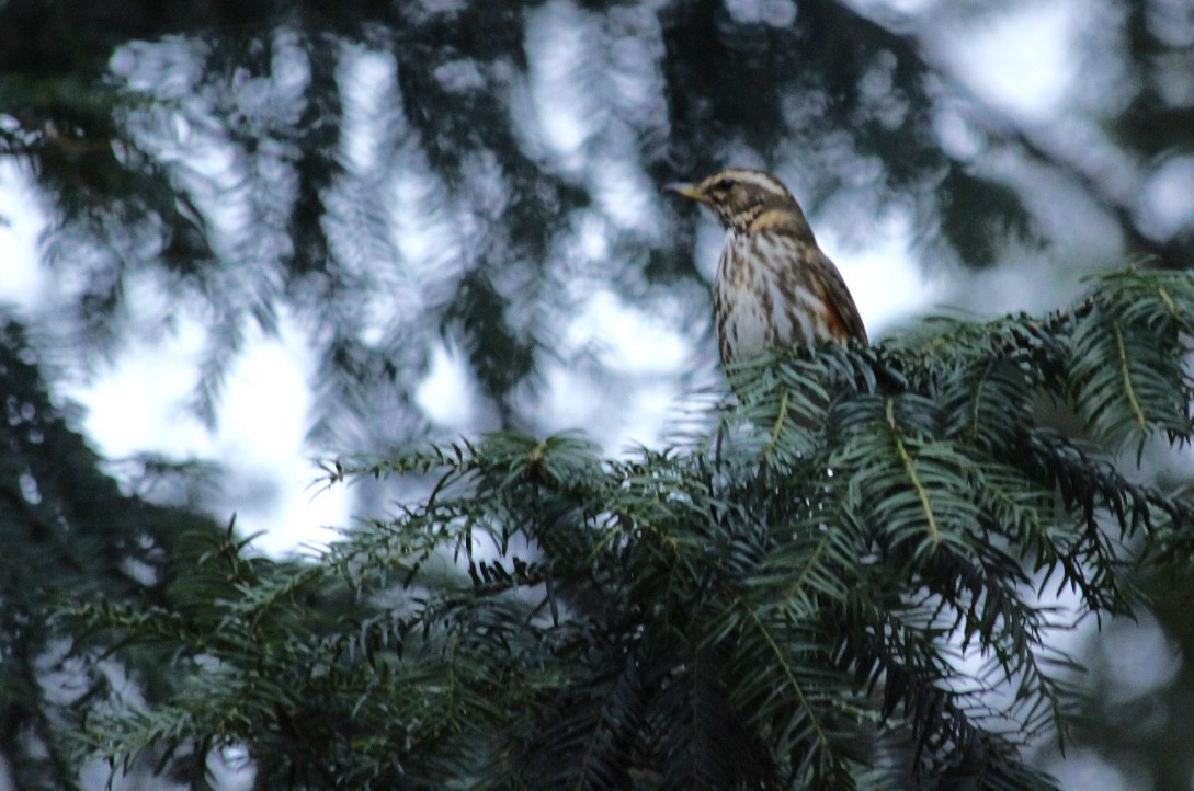 Redwing (Eurasian) - ML149145451