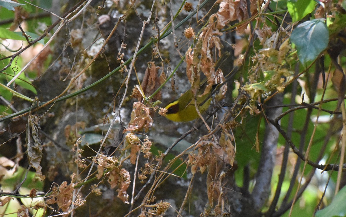 Golden-browed Warbler - ML149145871