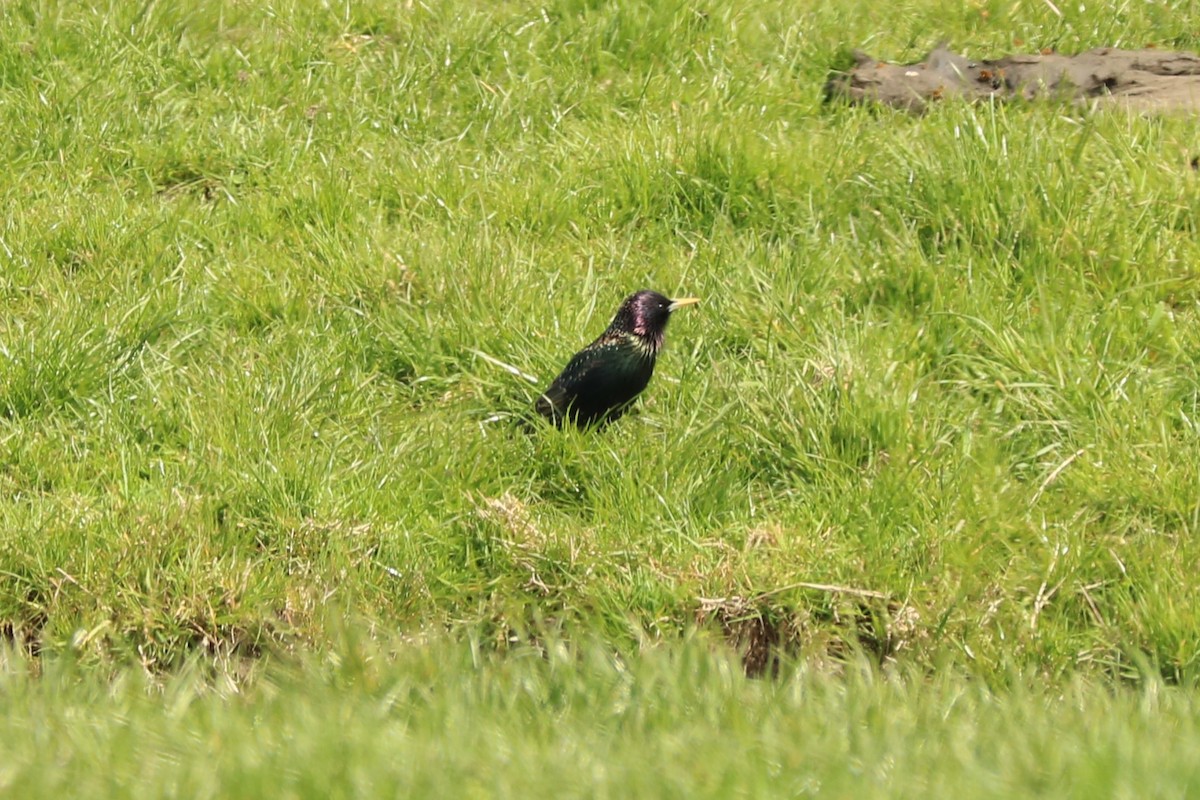 European Starling - ML149146801