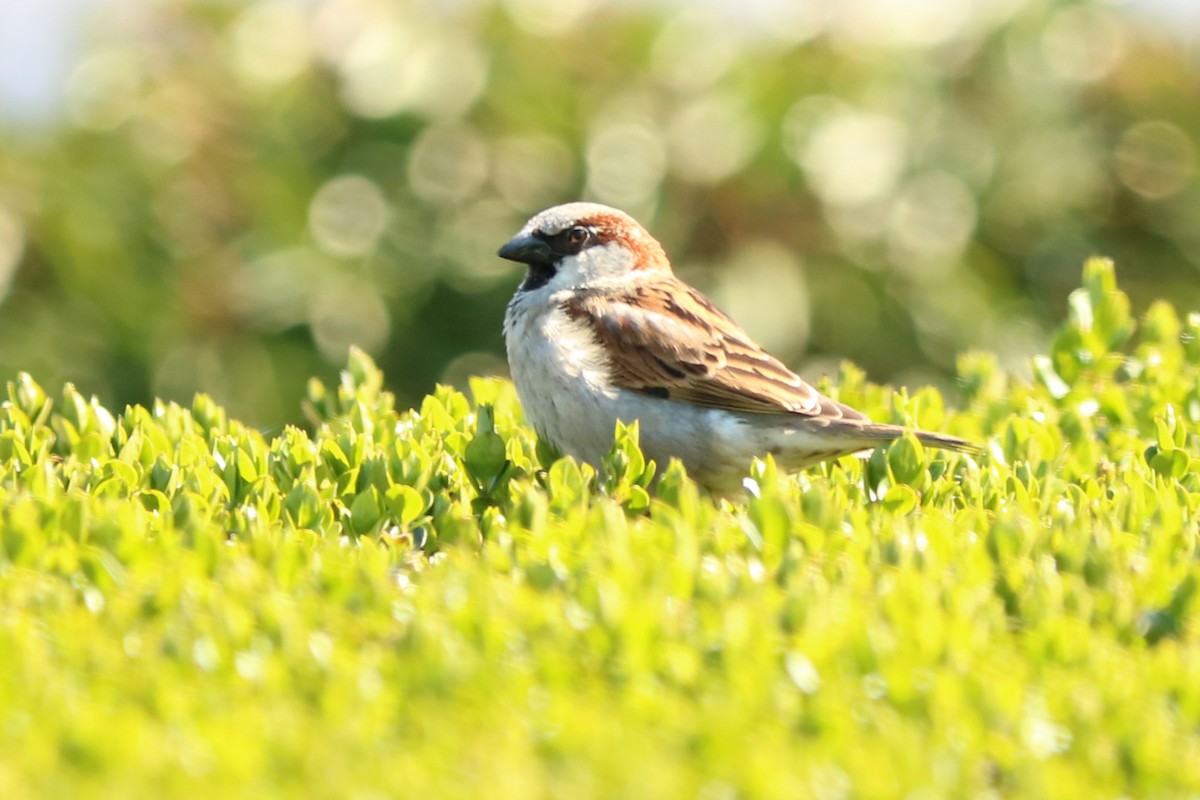 House Sparrow - Letty Roedolf Groenenboom