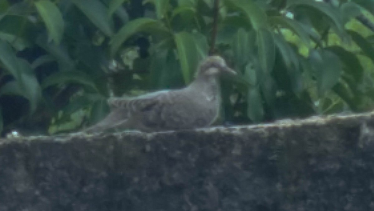 Scaled Dove - ML149148241