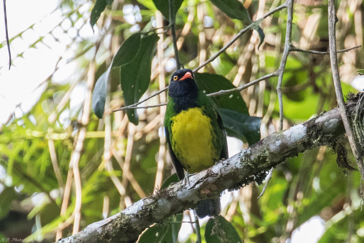 Cotinga de Lubomirsk - ML149150741