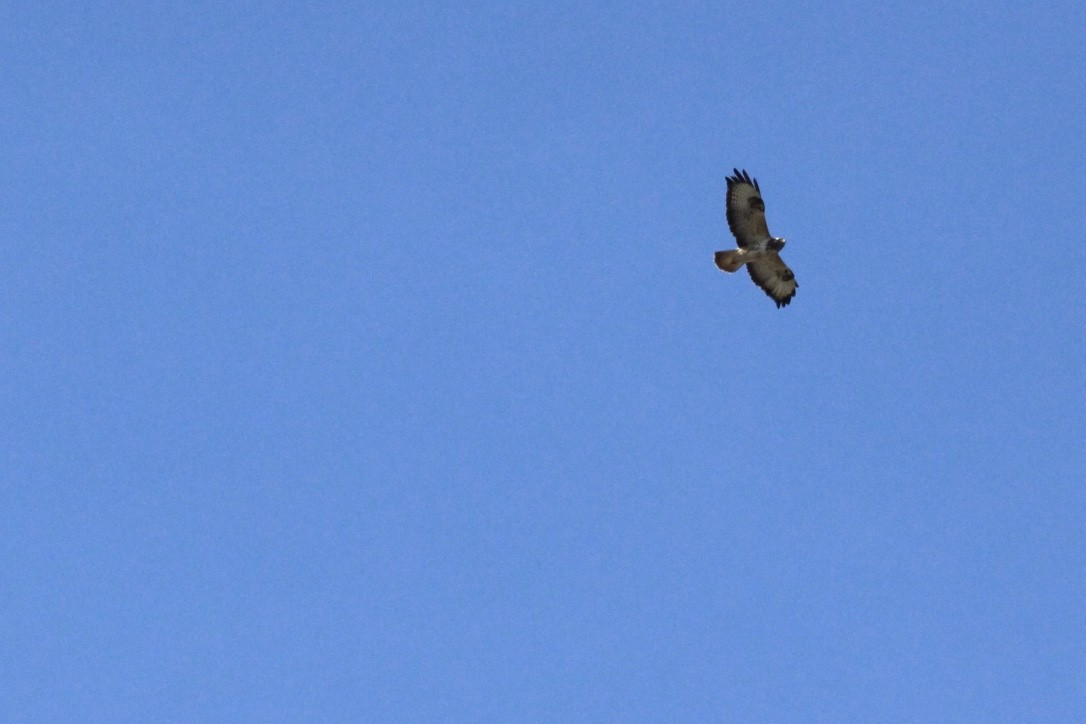 Common Buzzard - ML149153261