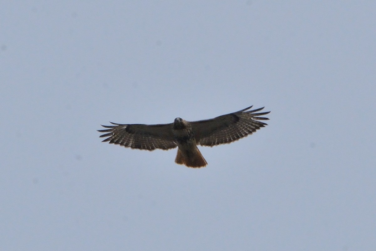 Red-tailed Hawk - John Gordinier