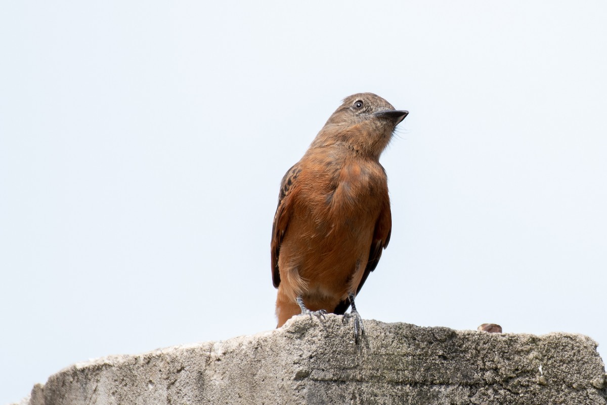 Cliff Flycatcher - ML149153951