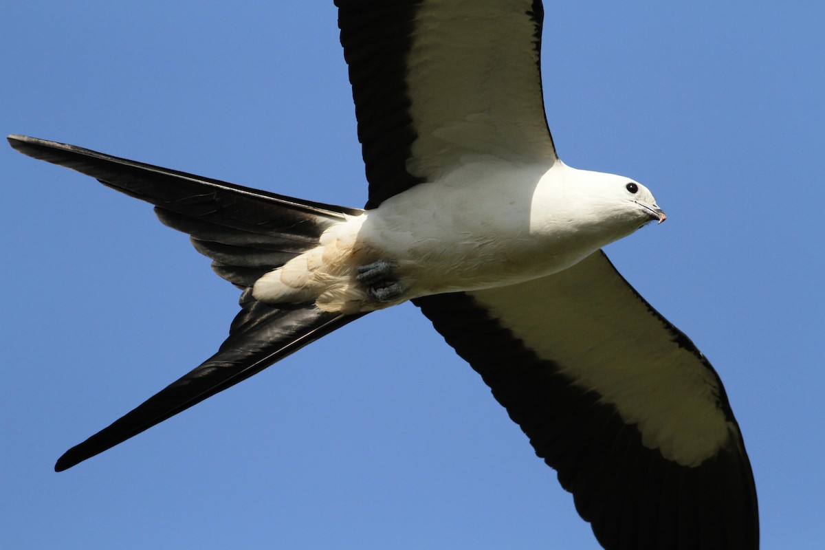 Swallow-tailed Kite - ML149154321