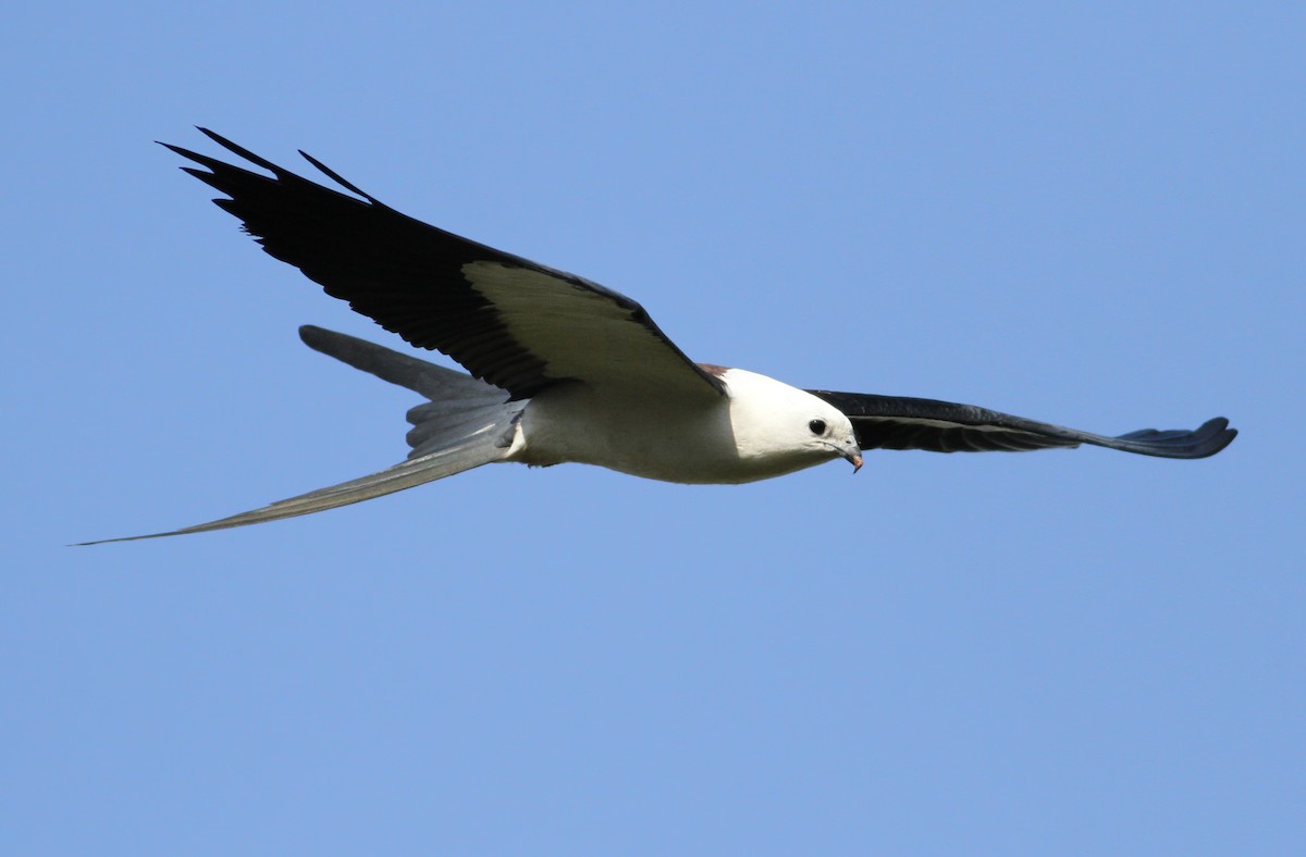 Swallow-tailed Kite - ML149155311