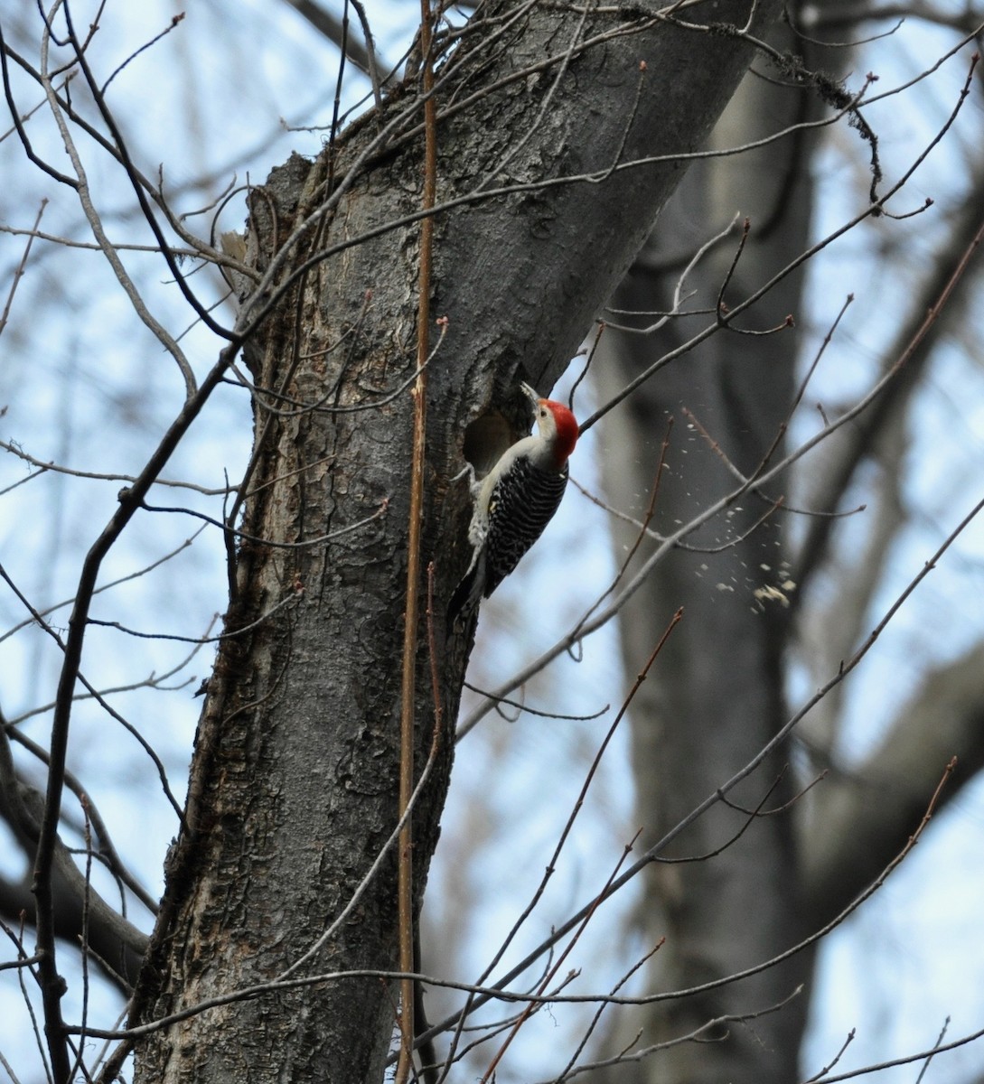 Red-bellied Woodpecker - ML149155491