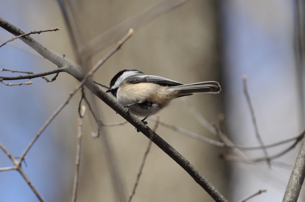 Black-capped Chickadee - ML149155511