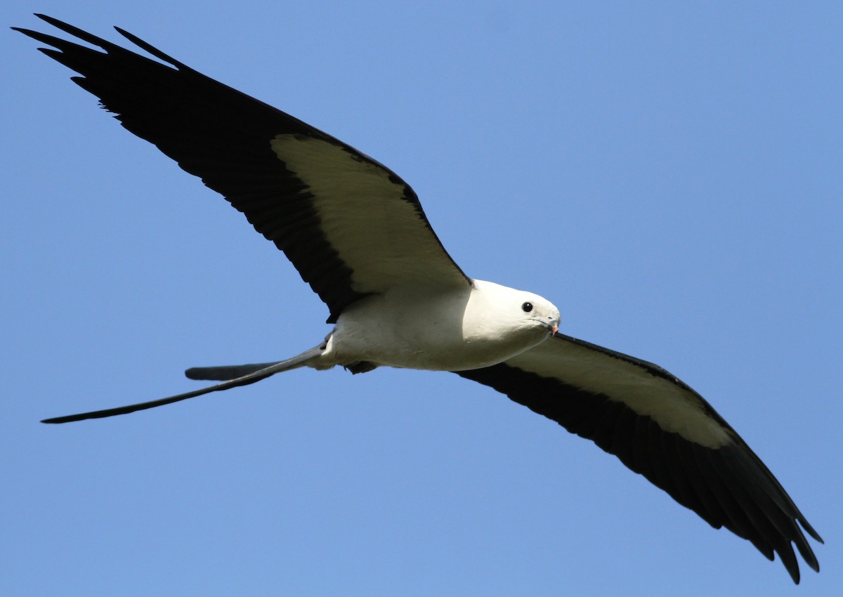 Swallow-tailed Kite - ML149155571