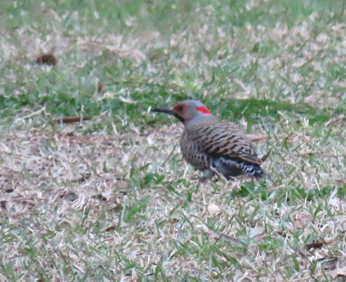 Northern Flicker - ML149156831