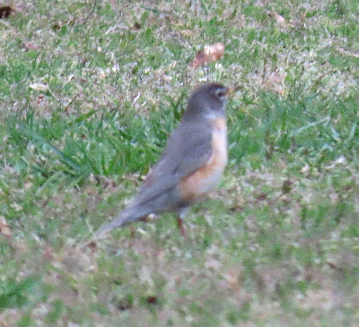 American Robin - ML149156951