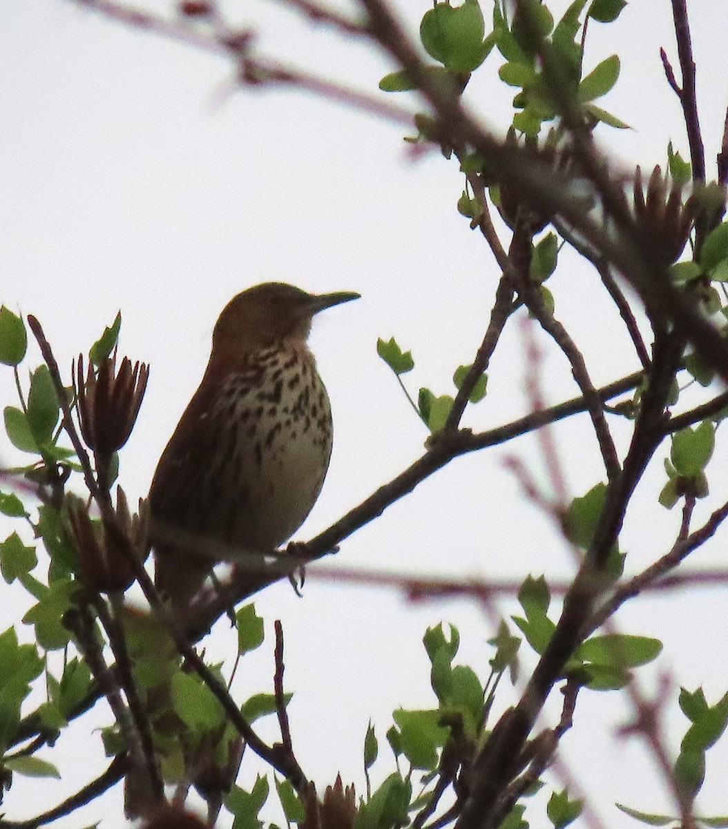 Brown Thrasher - ML149156981