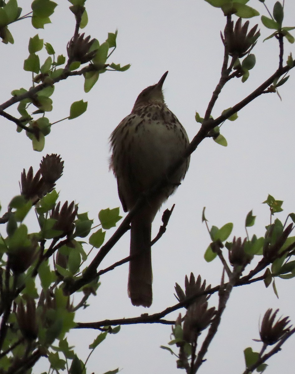 Brown Thrasher - ML149156991