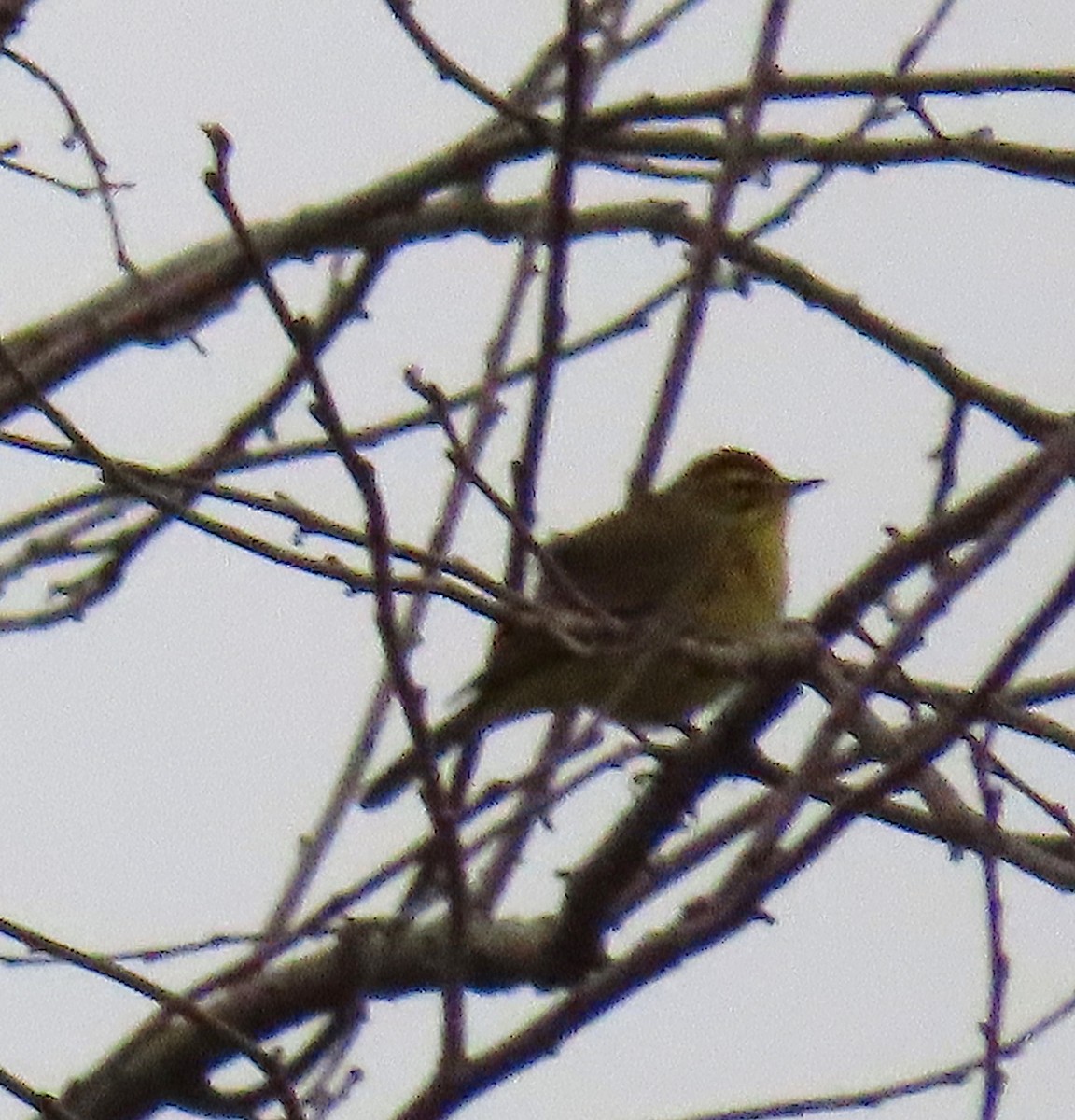 Palm Warbler - ML149157151