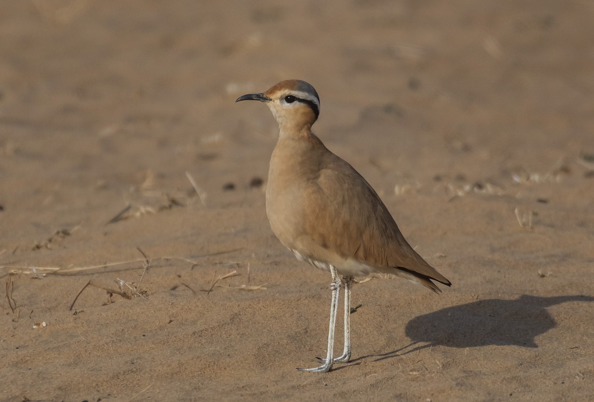 Cream-colored Courser - ML149157521