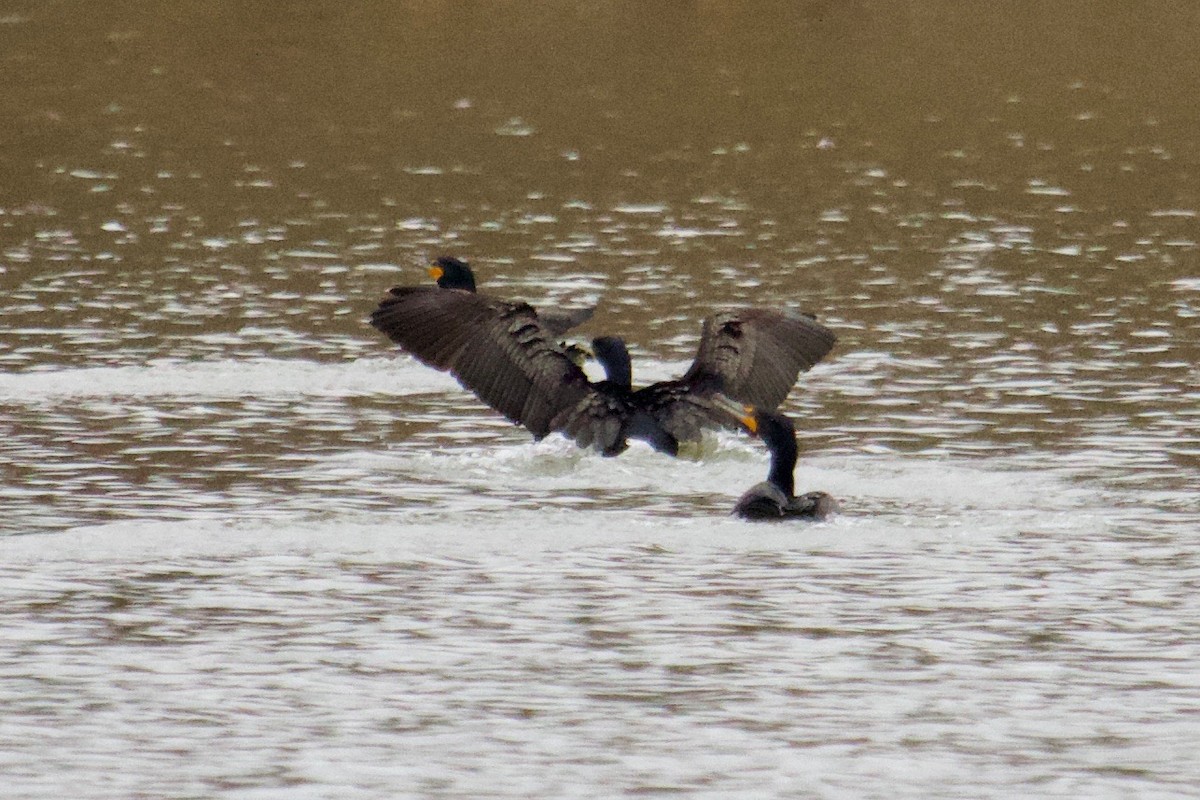 Double-crested Cormorant - ML149157771