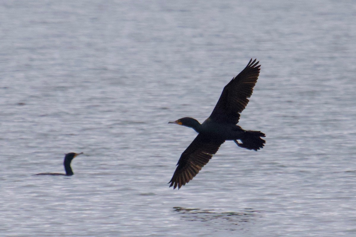 Double-crested Cormorant - Owen Krout